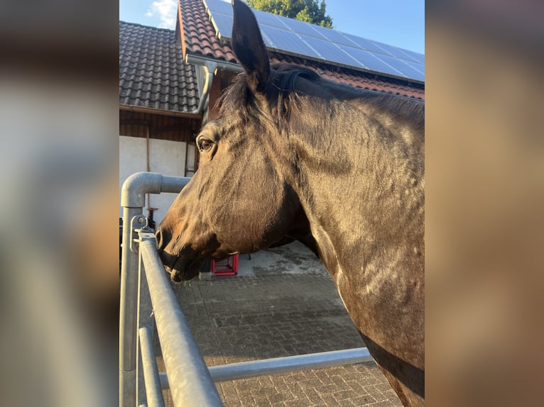 Appaloosa Jument 19 Ans 157 cm Bai brun foncé in Baiersbronn