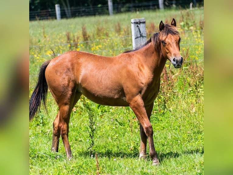 Appaloosa Jument 1 Année 140 cm Bai in Ryes