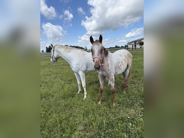 Appaloosa Jument 1 Année 152 cm Alezan in Nördlingen