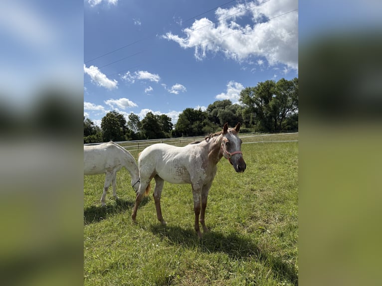 Appaloosa Jument 1 Année 152 cm Alezan in Nördlingen