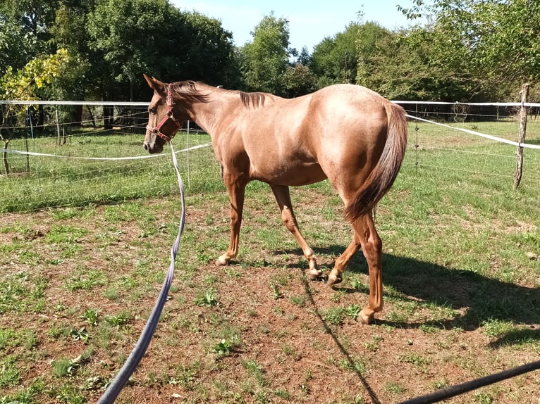 Appaloosa Jument 1 Année 155 cm Bai brun in Komen