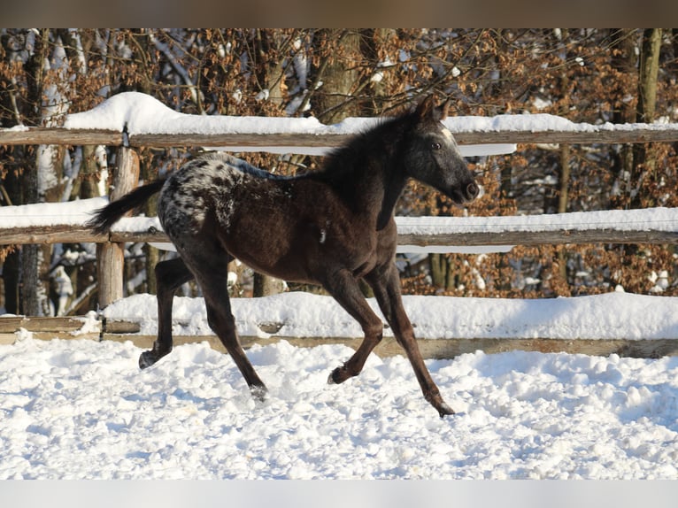 Appaloosa Croisé Jument 1 Année 155 cm Noir in Globoko