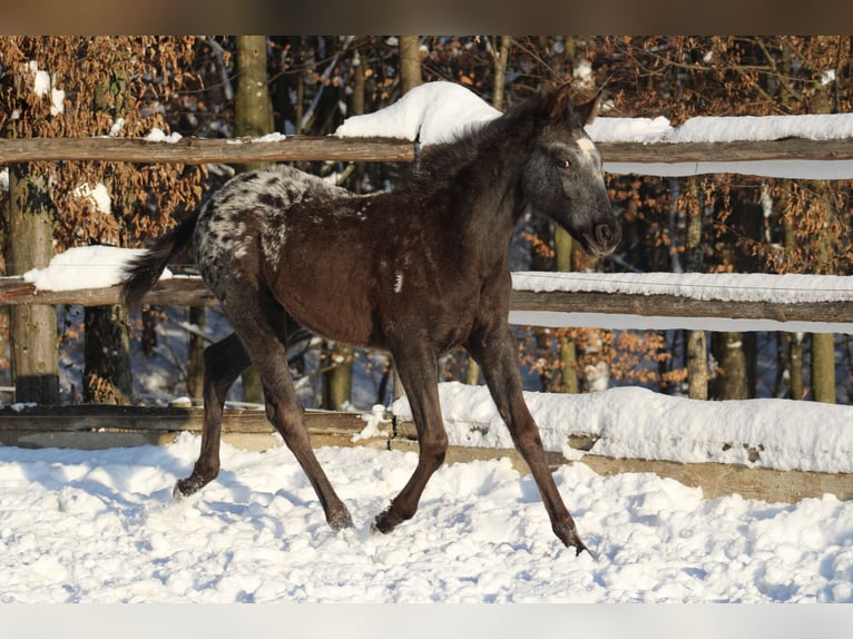 Appaloosa Croisé Jument 1 Année 155 cm Noir in Globoko