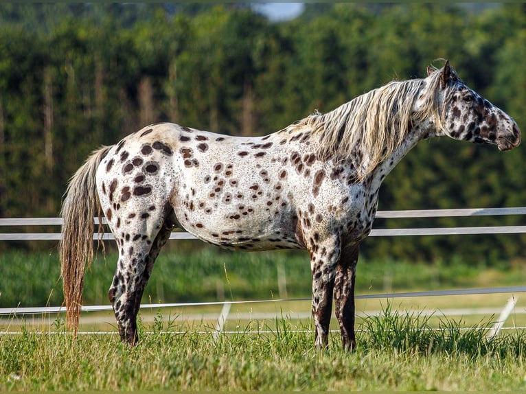 Appaloosa Jument 1 Année 156 cm Noir in Hradec Kr&#xE1;lov&#xE9;