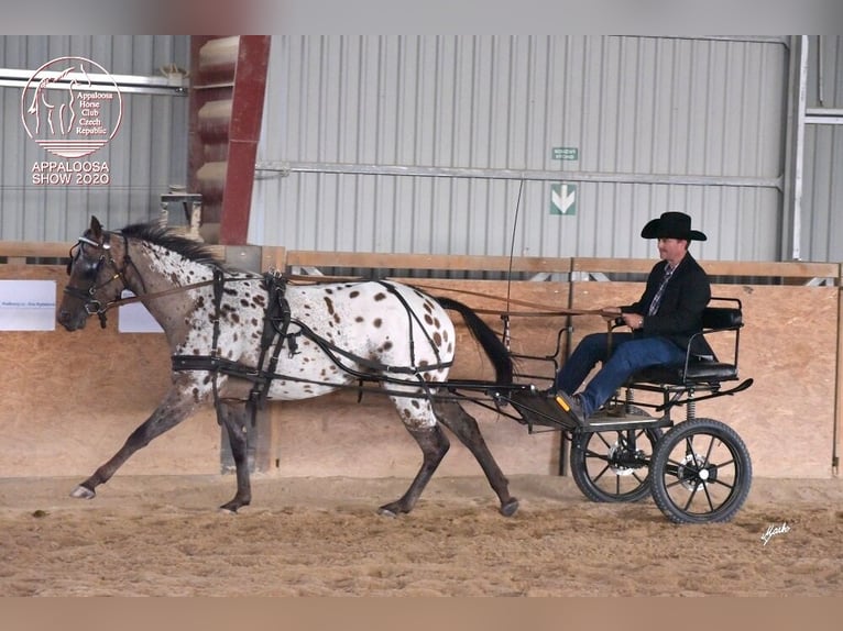 Appaloosa Jument 1 Année 156 cm Noir in Hradec Kr&#xE1;lov&#xE9;