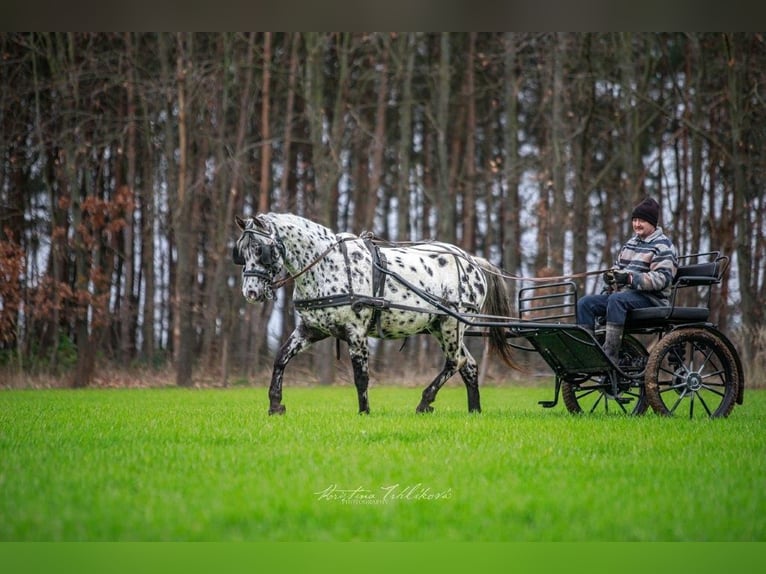 Appaloosa Jument 1 Année 156 cm Noir in Hradec Kr&#xE1;lov&#xE9;