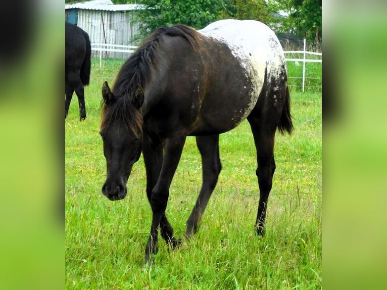 Appaloosa Jument 1 Année 156 cm Noir in Hradec Kr&#xE1;lov&#xE9;