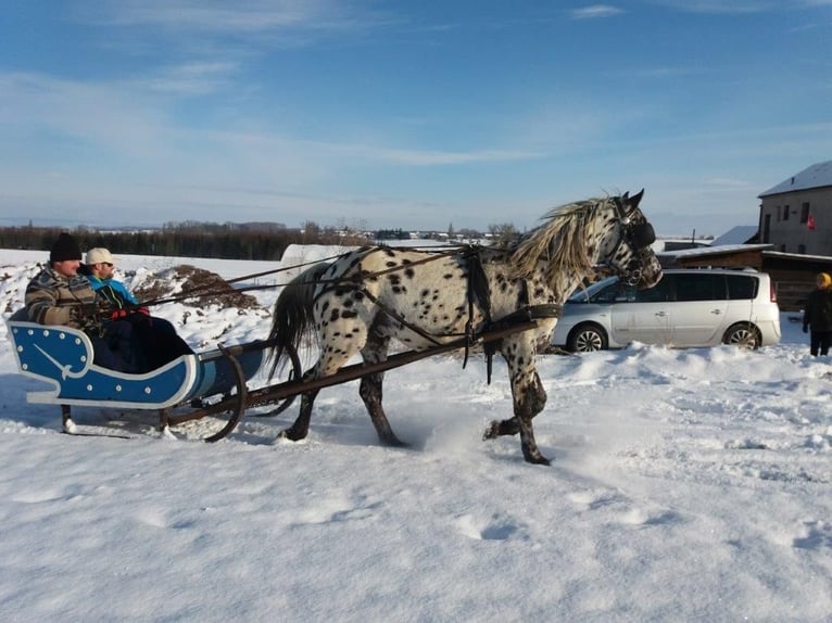 Appaloosa Jument 1 Année 156 cm Noir in Hradec Kr&#xE1;lov&#xE9;