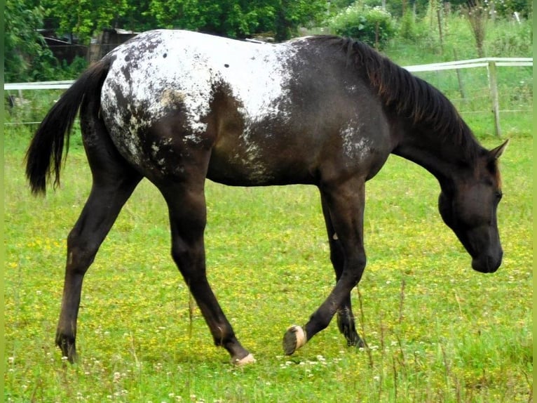 Appaloosa Jument 1 Année 156 cm Noir in Hradec Kr&#xE1;lov&#xE9;