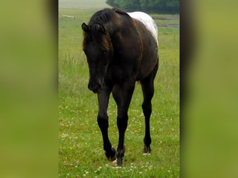 Appaloosa Jument 1 Année 156 cm Noir in Hradec Kr&#xE1;lov&#xE9;