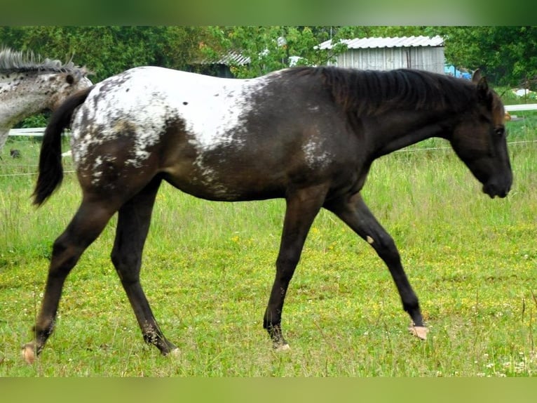 Appaloosa Jument 1 Année 156 cm Noir in Hradec Kr&#xE1;lov&#xE9;