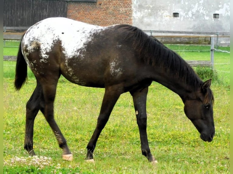 Appaloosa Jument 1 Année 156 cm Noir in Hradec Kr&#xE1;lov&#xE9;