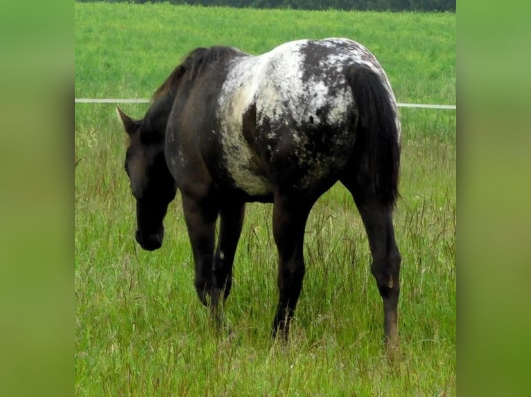 Appaloosa Jument 1 Année 156 cm Noir in Hradec Kr&#xE1;lov&#xE9;
