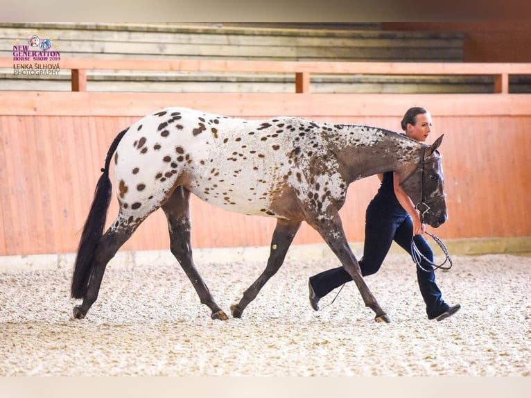 Appaloosa Jument 1 Année 156 cm Noir in Hradec Kr&#xE1;lov&#xE9;