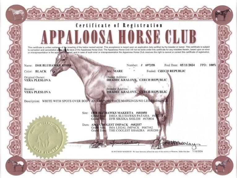 Appaloosa Jument 1 Année 156 cm Noir in Hradec Kr&#xE1;lov&#xE9;