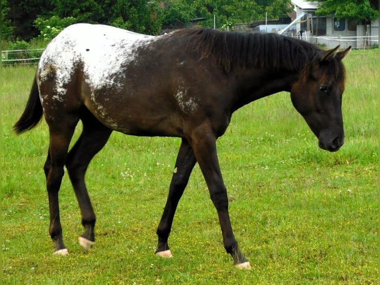 Appaloosa Jument 1 Année 156 cm Noir in Hradec Kr&#xE1;lov&#xE9;