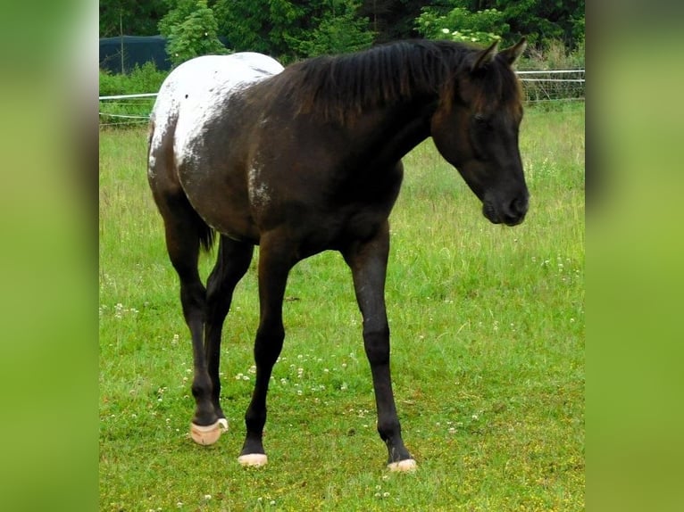 Appaloosa Jument 1 Année 156 cm Noir in Hradec Kr&#xE1;lov&#xE9;