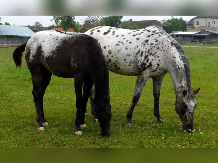 Appaloosa Jument 1 Année 156 cm Noir in Hradec Kr&#xE1;lov&#xE9;