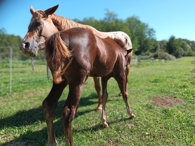 Appaloosa Jument 1 Année Bai in Komen