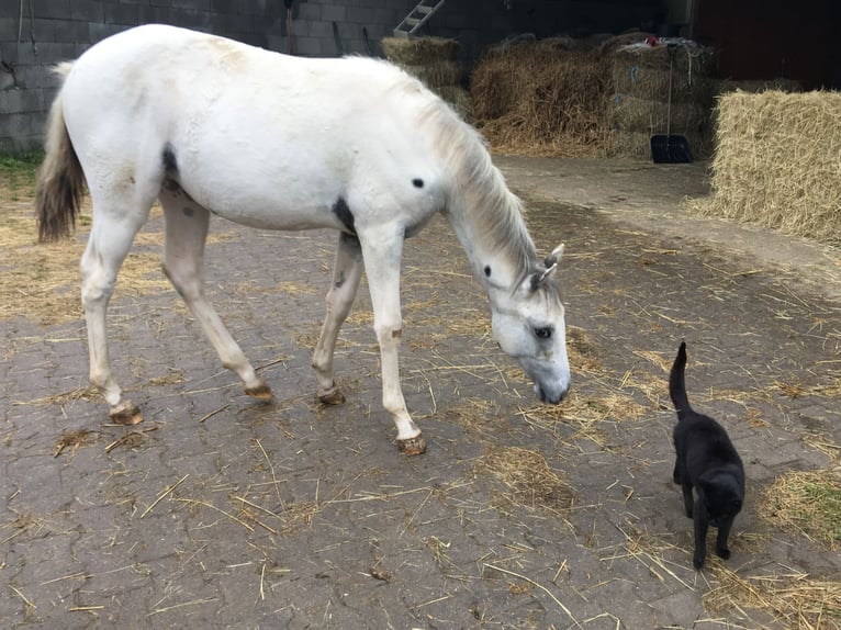 Appaloosa Jument 1 Année in Tisnov