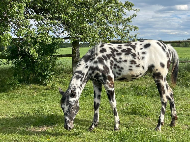 Appaloosa Jument 1 Année Léopard in Dolni Loucky