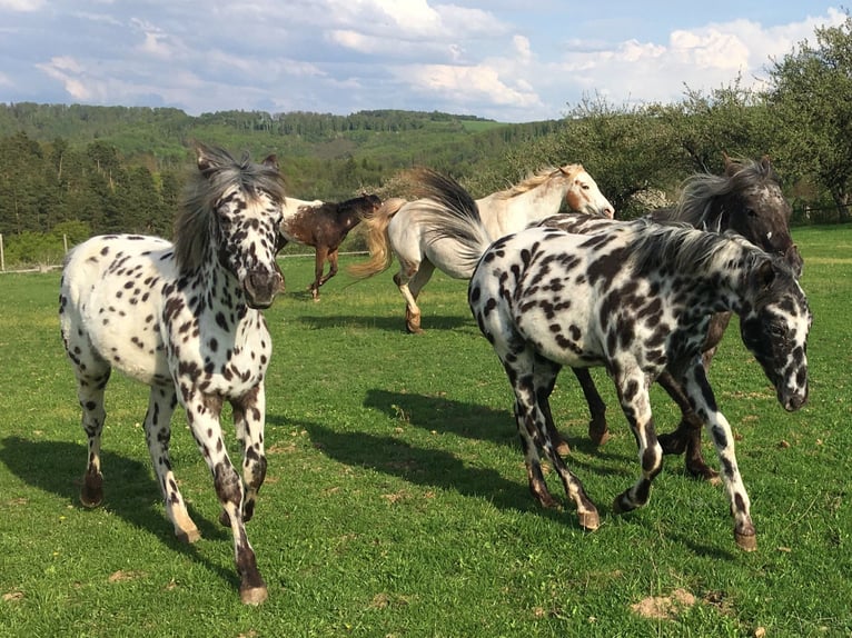 Appaloosa Jument 1 Année Léopard in Dolni Loucky