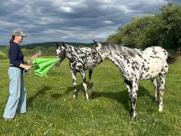 Appaloosa Jument 1 Année Léopard in Dolni Loucky