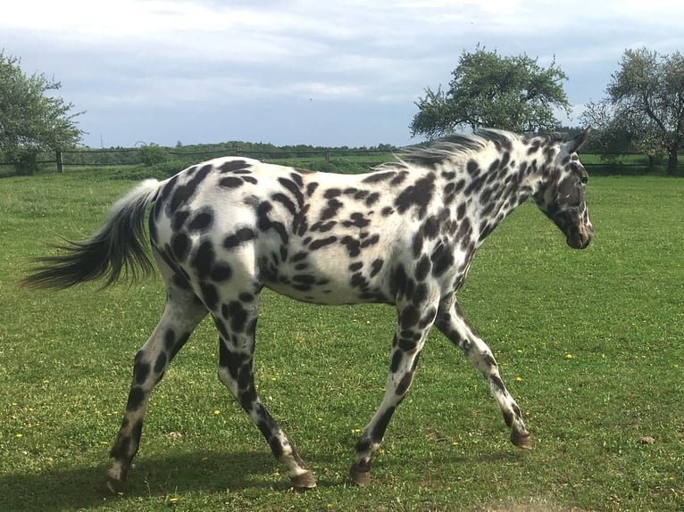 Appaloosa Jument 1 Année Léopard in Dolni Loucky