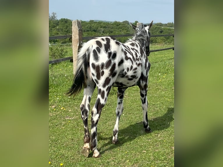 Appaloosa Jument 1 Année Léopard in Dolni Loucky