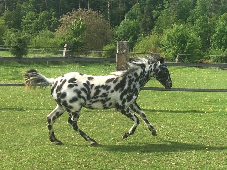 Appaloosa Jument 1 Année Léopard in Dolni Loucky