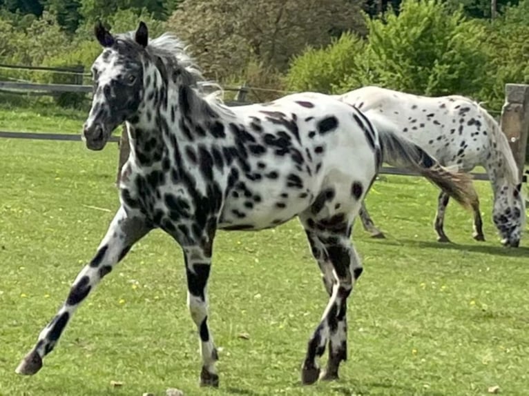 Appaloosa Jument 1 Année Léopard in Dolni Loucky