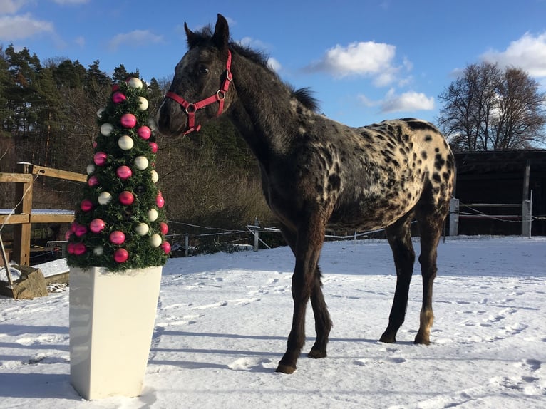 Appaloosa Jument 1 Année in Brno