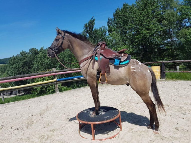 Appaloosa Jument 20 Ans 151 cm Grullo in Luxemburg