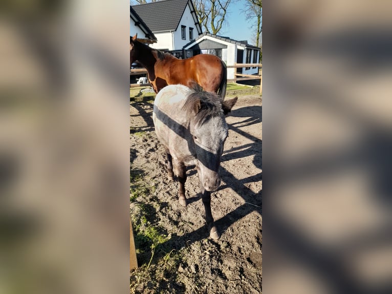 Appaloosa Jument 2 Ans 115 cm in Veghel