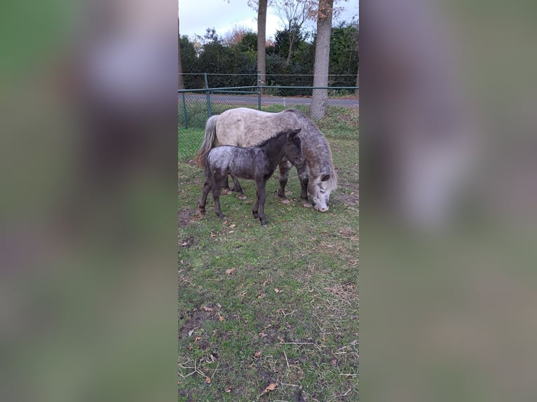 Appaloosa Jument 2 Ans 115 cm in Veghel