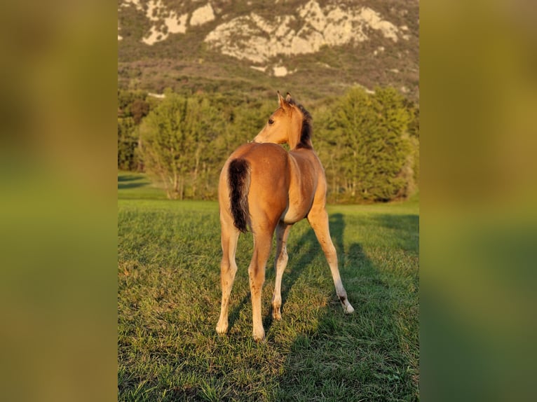 Appaloosa Jument 2 Ans 140 cm Buckskin in Nova Gorica