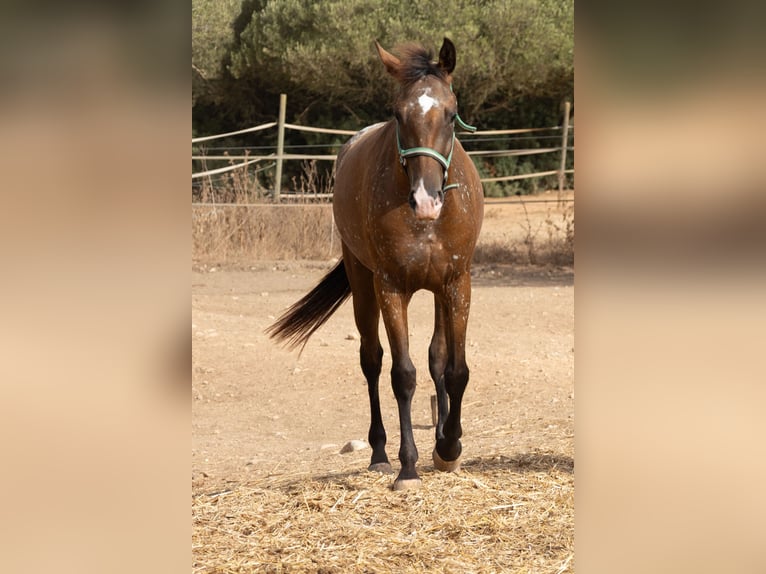 Appaloosa Jument 2 Ans 146 cm Bai in Algaida