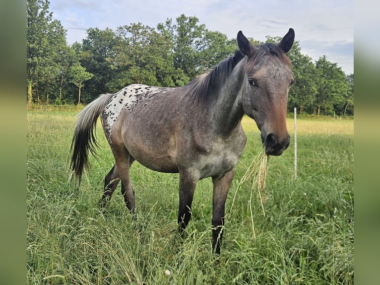 Appaloosa Jument 2 Ans 155 cm Bai brun in Nordhorn