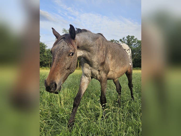 Appaloosa Jument 2 Ans 155 cm Bai brun in Nordhorn