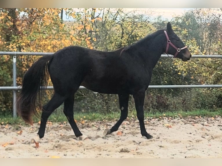 Appaloosa Jument 2 Ans 155 cm Bai brun foncé in Weißkirchen an der Traun Appaloosa Jument 2 Ans 155 cm Bai brun foncé in Weißkirchen an der Traun