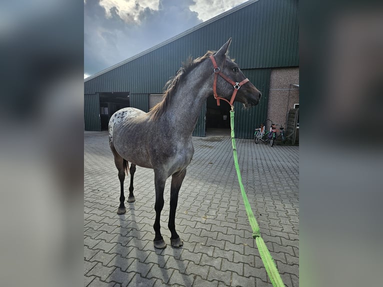 Appaloosa Jument 2 Ans 155 cm Léopard in Denekamp