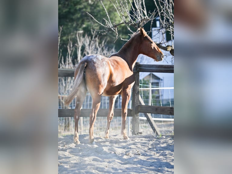 Appaloosa Croisé Jument 2 Ans 160 cm Alezan in Alcoi/Alcoy