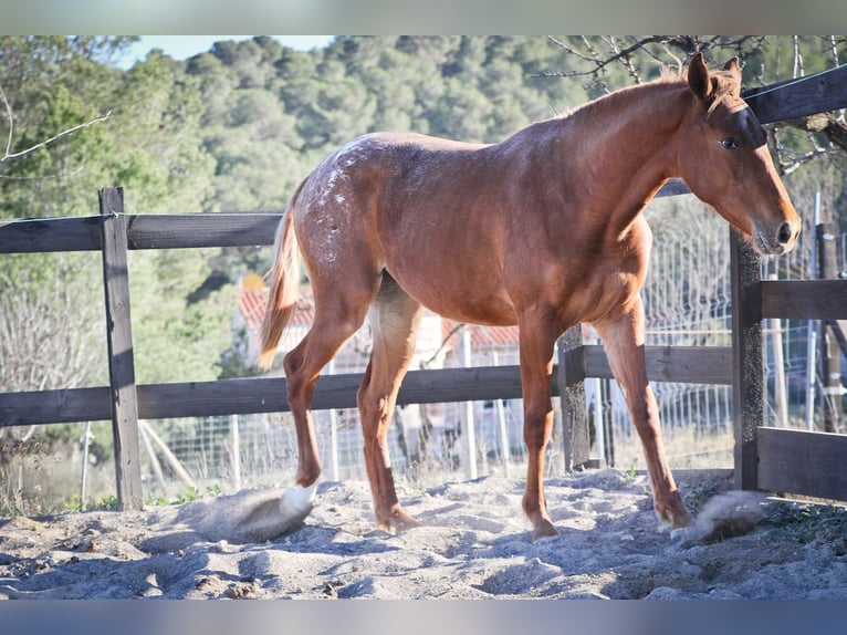 Appaloosa Croisé Jument 2 Ans 160 cm Alezan in Alcoi/Alcoy