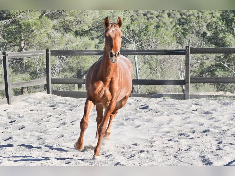 Appaloosa Croisé Jument 2 Ans 160 cm Alezan in Alcoi/Alcoy