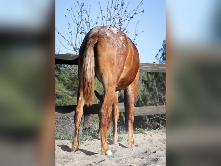 Appaloosa Croisé Jument 2 Ans 160 cm Alezan in Alcoi/Alcoy