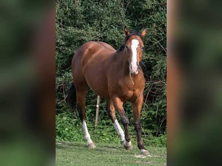 Appaloosa Jument 2 Ans 160 cm Bai in Jerichow