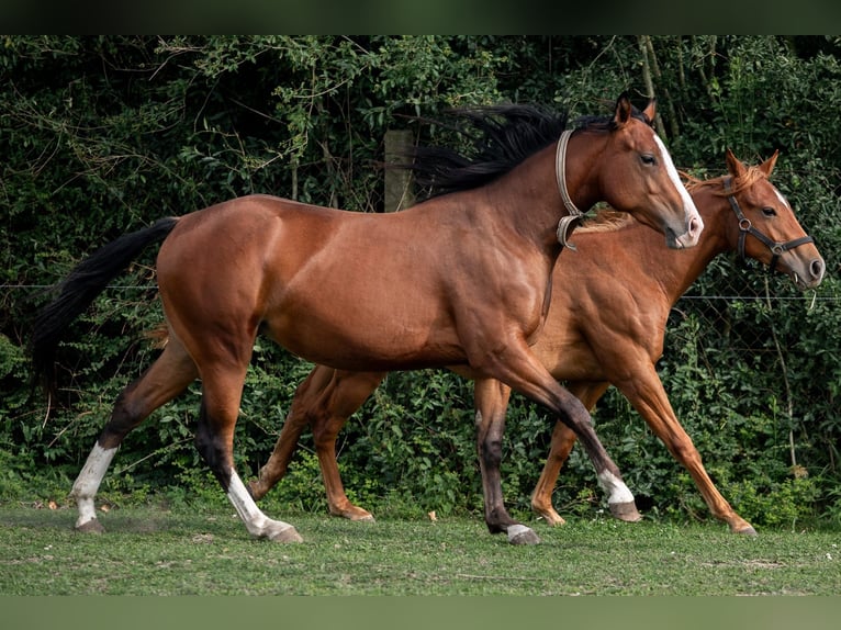 Appaloosa Jument 2 Ans 160 cm Bai in Jerichow