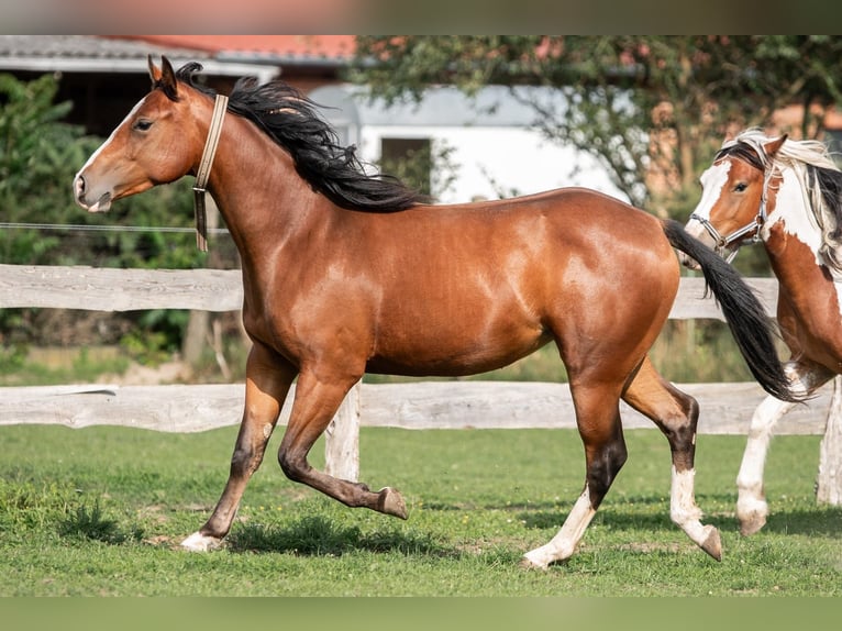 Appaloosa Jument 2 Ans 160 cm Bai in Jerichow