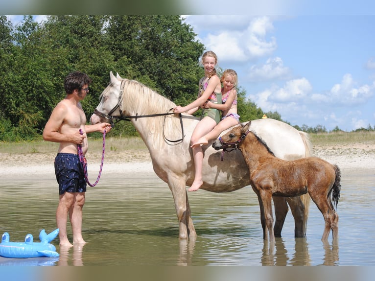 Appaloosa Croisé Jument 2 Ans 160 cm Isabelle in Ruinen