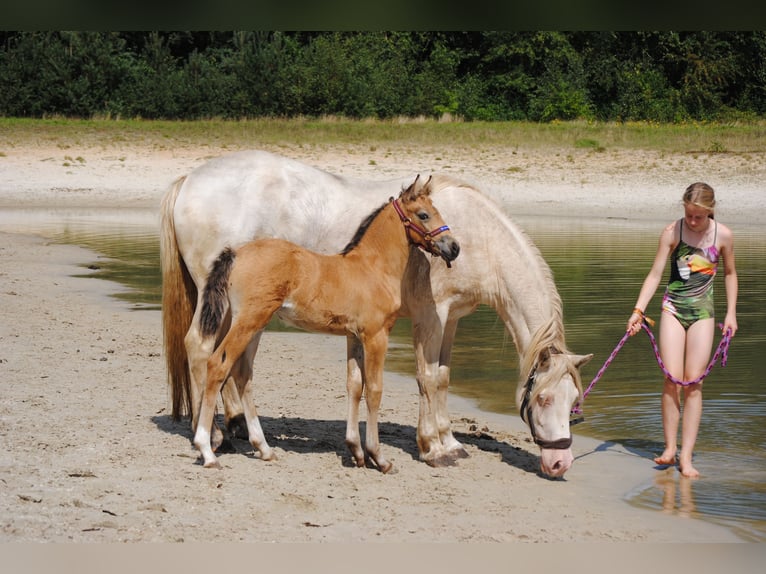 Appaloosa Croisé Jument 2 Ans 160 cm Isabelle in Ruinen